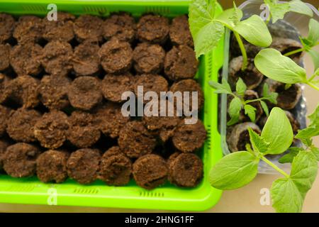 Plantules de concombres en pots de tourbe.plantules vertes en plateau de germination vert plantules en croissance.Accueil jardin. Banque D'Images