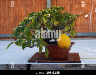 Nagoya, Japon - 20 octobre 2019 : vue sur le petit bonsaï décoratif du coing chinois avec de gros fruits mûrs au château annuel de Nagoya Bonsa Banque D'Images