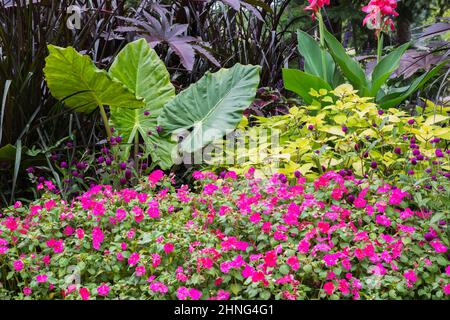 Impatiens - fleurs de Balsam, Gomphrena globosa - Globe Amaranth, Alocasia - oreille d'éléphant, Pennisetum purpurem en bordure à la fin de l'été. Banque D'Images