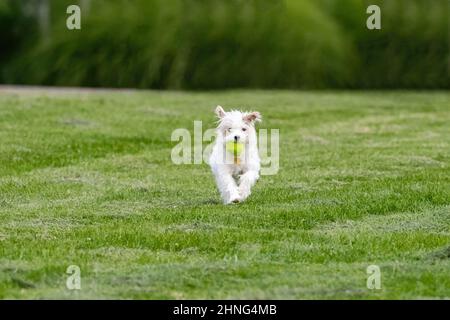 Un terrier blanc des Highlands de l'Ouest qui se dirige vers le spectateur avec une balle dans sa bouche, à travers une pelouse verte et herbeuse. Banque D'Images