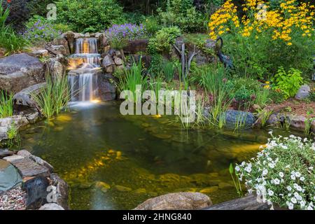 Pétunias blancs et Rudbeckia laciniata - Coneflowers à côté de l'étang avec Acorus gramineus 'variegatus' - ruée japonaise variégée, Iris pseudocacorus. Banque D'Images