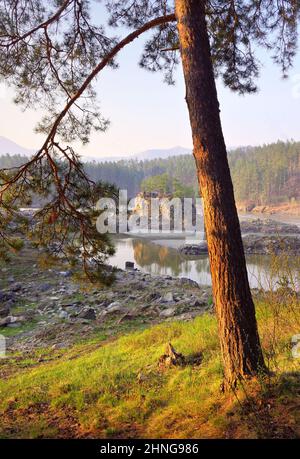 Les rapides de Manzherok dans les montagnes de l'Altaï. Pins sur les rives rocheuses de la rivière Katun, une île dans l'eau, montagnes ondulantes dans la distanc Banque D'Images