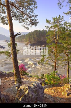 Les rapides de Manzherok dans les montagnes de l'Altaï. Pins sur les rives rocheuses de la rivière Katun, une île dans l'eau, montagnes ondulantes dans la distanc Banque D'Images