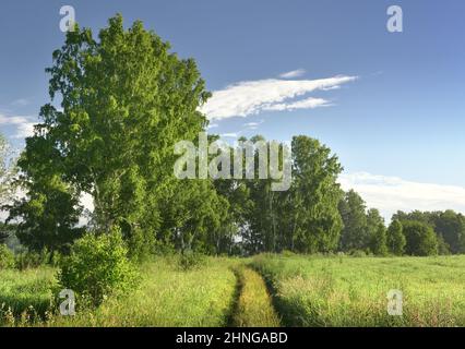 Matin d'été sur le terrain. Les bouleaux sous un ciel bleu, une route rurale sur un pré vert parmi l'herbe épaisse . Nature de la Sibérie, Russie Banque D'Images