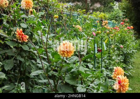 Cultiver des fleurs de Dahlia dans le jardin de l'arrière-cour en été. Banque D'Images