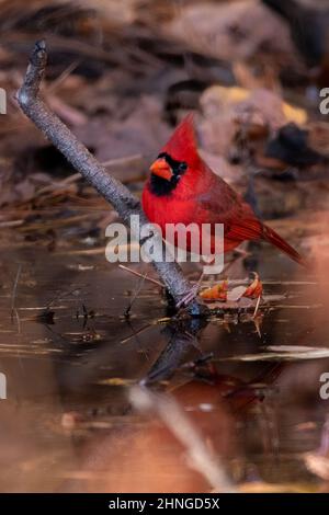 Photo d'un oiseau cardinal du nord perché sur une branche d'arbre qui dépasse de l'eau Banque D'Images