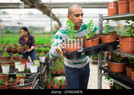 fermiers tenant des plateaux avec des pots de fleurs Banque D'Images