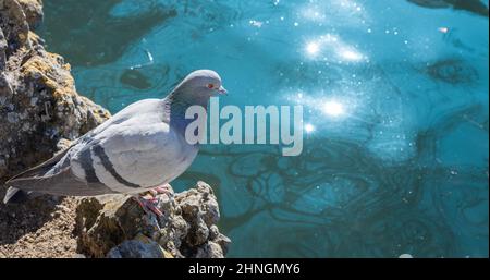 Vue rapprochée d'un pigeon de colline perché sur un rocher au bord de l'eau par une journée ensoleillée Banque D'Images