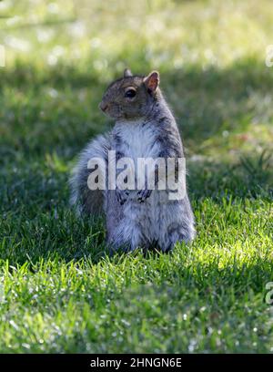 Écureuil gris de l'est debout sur les jambes de Hind et regardant avec prudence. Comté de Santa Clara, Californie, États-Unis. Banque D'Images