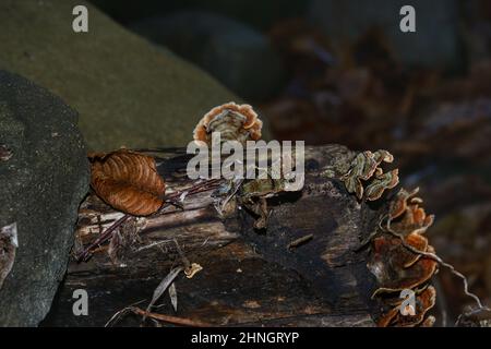 Champignon de l'arbre en saison : bois de touchwood sur un tronc d'arbre mort dans une forêt Banque D'Images