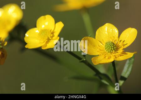 Buttercup jaune de fleurs sauvages du Texas Ranunculus bulbosus - Buttercup bulbeux dans la prairie d'été Banque D'Images