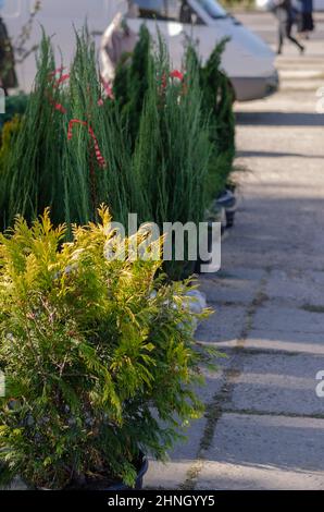 Farmer's Outdoor Gardening Fair.Plantules d'arbres et d'arbustes Evergreen à la foire agricole.Jeunes arbres avec racines enveloppées dans un film d'emballage.Rue trad Banque D'Images