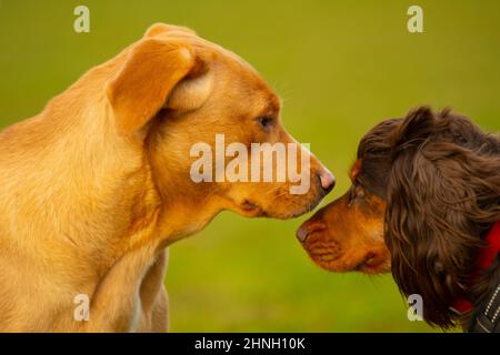 Deux chiens regardent l'autre lorsqu'ils se rencontrent pour la première fois avec un vert vif en arrière-plan. Banque D'Images