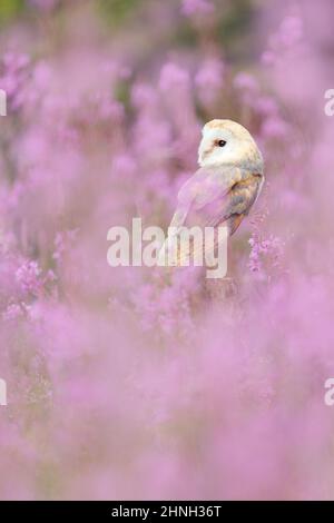 Scène d'art de source sauvage de la nature avec des oiseaux. Belle scène de nature avec hibou et fleurs. Hibou de la grange en fleur rose clair, avant-plan clair et arrière-plan Banque D'Images