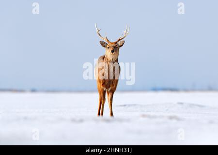 Le cerf de Hokkaido sika, Cervus nippon yesoensis, sur la prairie enneigée, les montagnes d'hiver en arrière-plan, animal avec des bois dans l'habitat naturel. Banque D'Images