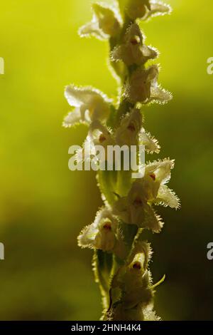 Goodyera repens, Creeping Lady's-Tresses, Augustów, Pologne. Orchidée sauvage terrestre européenne dans un habitat naturel à fond vert, petites plantes Banque D'Images