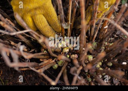 Mains dans des gants jaunes collectant les feuilles sèches autour des pousses d'hortensia poussant sur sol humide dans le jardin en journée. Activités de loisirs extérieures pour Banque D'Images