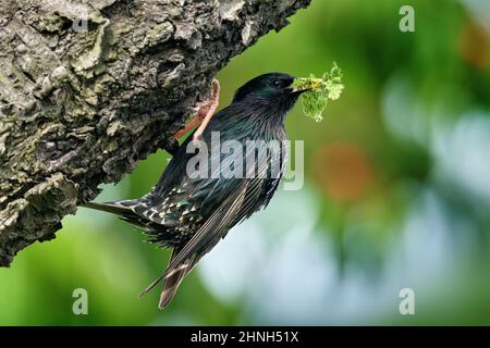 Le ressort d'étoile creuse dans le trou de nid d'arbre. Starling européen, Sturnus vulgaris, oiseau sombre dans beau plumage avec nourriture, animal dans l'habitat naturel Banque D'Images