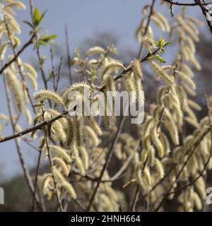 Flore de Gran Canaria - Salix canariensis, saule des îles Canaries, chatons doux jaune clair fleuris en hiver Banque D'Images