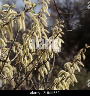 Flore de Gran Canaria - Salix canariensis, saule des îles Canaries, chatons doux jaune clair fleuris en hiver Banque D'Images