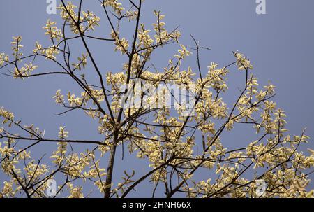 Flore de Gran Canaria - Salix canariensis, saule des îles Canaries, chatons doux jaune clair fleuris en hiver Banque D'Images