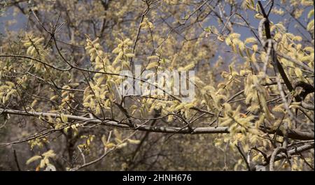 Flore de Gran Canaria - Salix canariensis, saule des îles Canaries, chatons doux jaune clair fleuris en hiver Banque D'Images