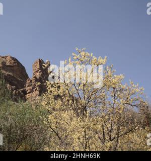 Flore de Gran Canaria - Salix canariensis, saule des îles Canaries, chatons doux jaune clair fleuris en hiver Banque D'Images