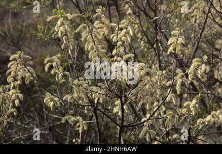 Flore de Gran Canaria - Salix canariensis, saule des îles Canaries, chatons doux jaune clair fleuris en hiver Banque D'Images