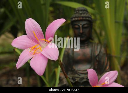 Fleurs de nénuphars roses avec statue de Bouddha en arrière-plan Banque D'Images