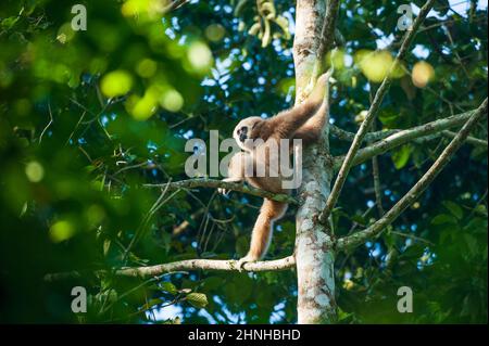 Un Gibbon à main blanche se détendant sur les branches de l'arbre dans une forêt tropicale. Parc national de Khao Yai, Thaïlande. Banque D'Images