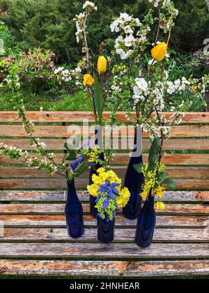 L'art de la disposition des fleurs. Coin du jardin avec fleurs en bouteilles de verre bleu. La composition utilise des tulipes, des muscari, des premrose, des prunes de cerise br Banque D'Images