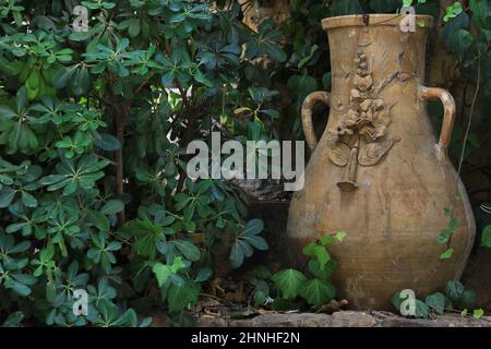 Un pot de terracota libanais dans le jardin au milieu des feuilles vertes. Banque D'Images