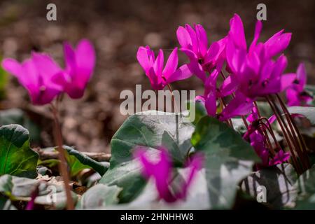 belles fleurs du début du printemps Banque D'Images