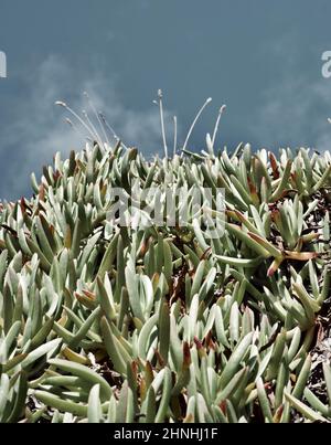 Hottentot fig (succulent), en croissance sauvage dans la région côtière du Royaume-Uni Banque D'Images