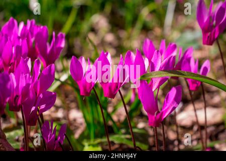 belles fleurs du début du printemps Banque D'Images