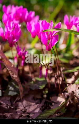 belles fleurs du début du printemps Banque D'Images