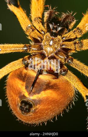 Spyder, Forêt tropicale, bassin de la rivière Napo, Amazonie, Equateur, Amérique du Sud, Amérique Banque D'Images