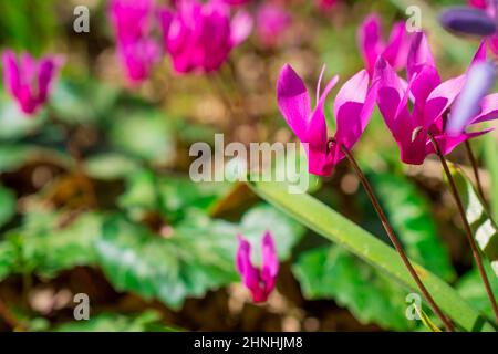 belles fleurs du début du printemps Banque D'Images