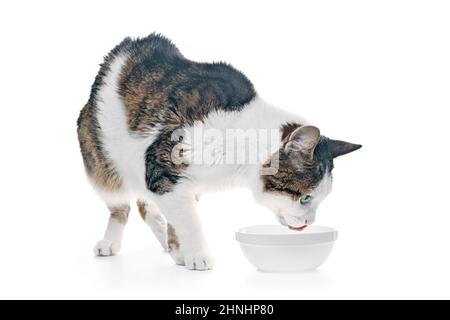 Tabby chat manger de la nourriture d'un bol de nourriture blanche. Isolé sur fond blanc Banque D'Images