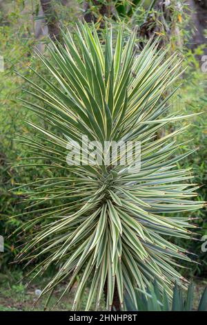 Feuilles de yucca aloifolia variegata à Funchal sur l'île de Madère Banque D'Images