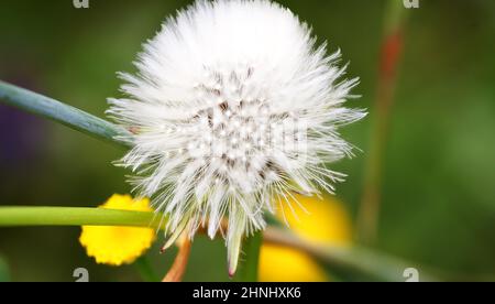 Petits anges ou pissenlits dans un jardin à Barcelone, Catalunya, Espagne, Europe Banque D'Images