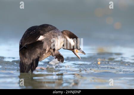 Canards Bufflehead en hiver sur un étang glacé Banque D'Images