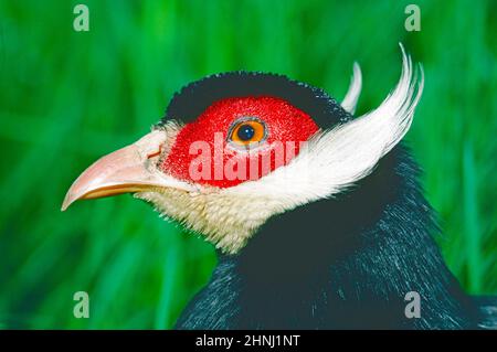 A Brown Eared-Pheasant , (Crossoptilon mantchuricum,) du nord-est de la Chine. Répertorié comme vulnérable, Banque D'Images