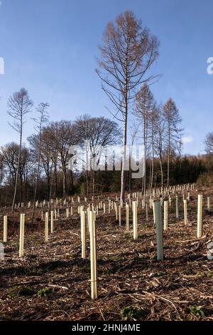 Plantules d'arbres dans des tubes protecteurs, reboisement dans la forêt près de la ville de Wetter, collines d'Ardey, Rhénanie-du-Nord-Westphalie, Allemagne. Baumsetzlinge i Banque D'Images