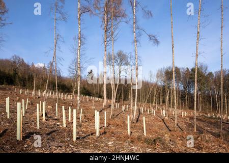 Plantules d'arbres dans des tubes protecteurs, reboisement dans la forêt près de la ville de Wetter, collines d'Ardey, Rhénanie-du-Nord-Westphalie, Allemagne. Baumsetzlinge i Banque D'Images