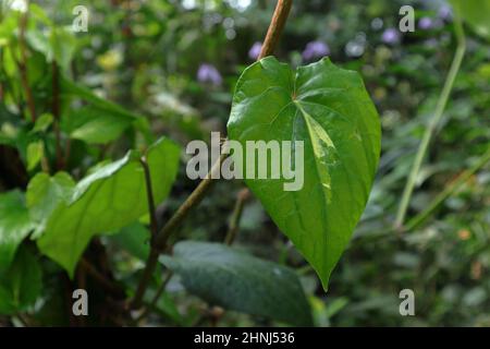 Gros plan d'une vigne de Piper betel Variegated dans le jardin Banque D'Images