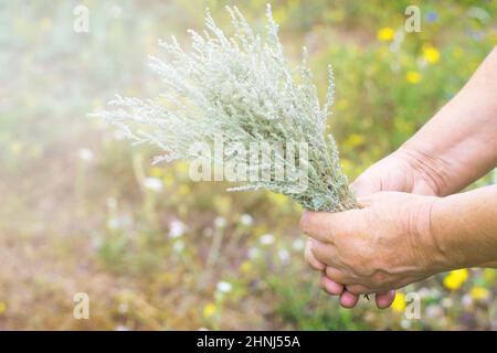 Herbe de bois de millepertuis dans les mains anciennes contre le fond du champ. Banque D'Images