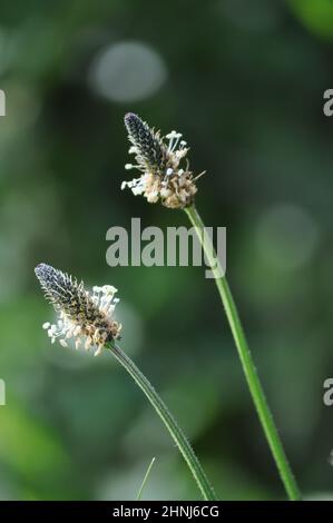 Plantain (plantago lanceolata) qui grandit sur le point de verge en juin, au Royaume-Uni.C'est une mauvaise herbe commune sur les terres cultivées ou perturbées Banque D'Images