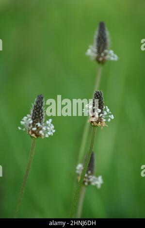 Plantain (plantago lanceolata) qui grandit sur le point de verge en juin, au Royaume-Uni.C'est une mauvaise herbe commune sur les terres cultivées ou perturbées Banque D'Images