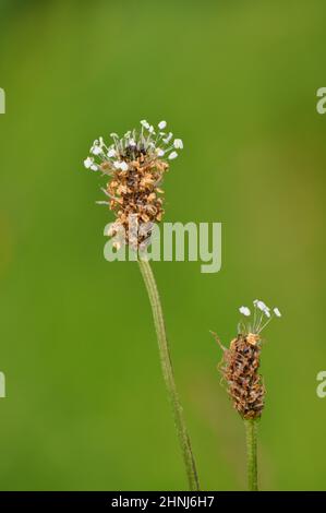 Plantain (plantago lanceolata) qui grandit sur le point de verge en juin, au Royaume-Uni.C'est une mauvaise herbe commune sur les terres cultivées ou perturbées Banque D'Images